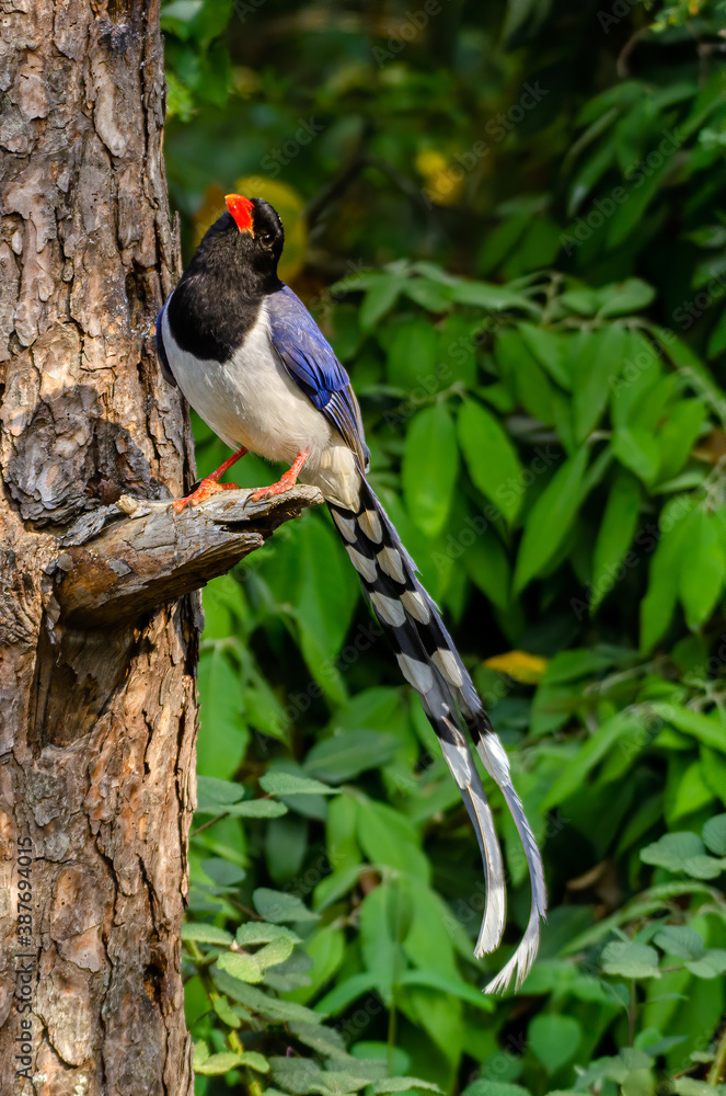 red-billed blue magpie, Birds of Himalaya red-billed blue magpie, Birds of Himalaya