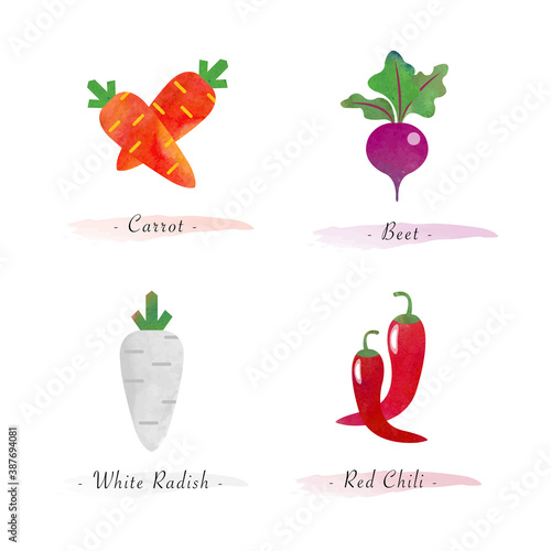 Watercolor healthy nature organic plant vegetable food ingredient carrot beet white radish red chili