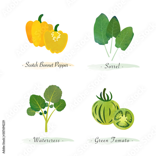 Watercolor healthy nature organic plant vegetable food ingredient scotch bonnet pepper sorrel watercress green tomato