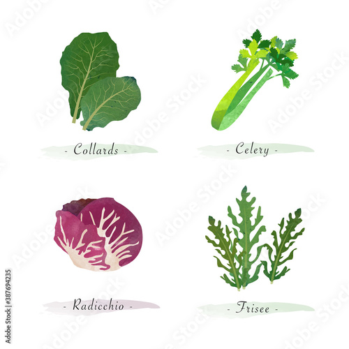 Watercolor healthy nature organic plant vegetable food ingredient collards celery radicchio frisee