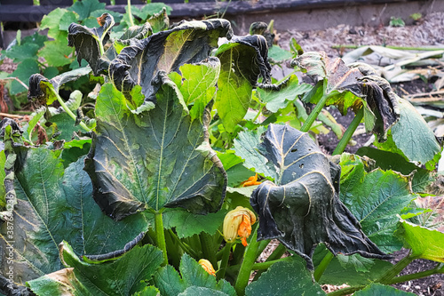 zucchini plants damaged by a heavy fall frost