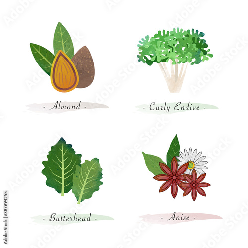Watercolor healthy nature organic plant vegetable food ingredient almond curly endive butterhead anise