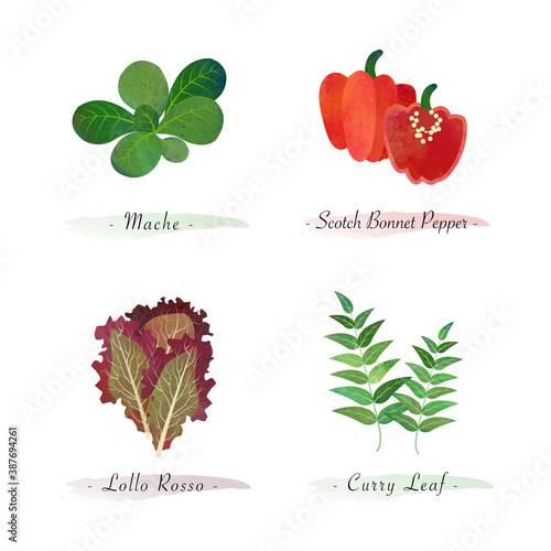 Watercolor healthy nature organic plant vegetable food ingredient mache scotch bonnet pepper lollo rosso curry leaf