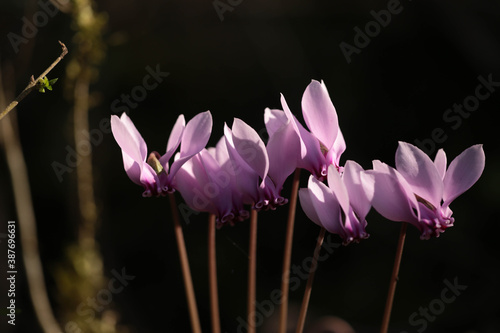 cyclemen flowers in the forest close up