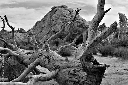 Rocks and trees in desert park. Joshua Tree National Park travel