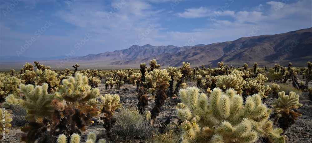cactus in the desert with mountains cactus in the desert with mountains