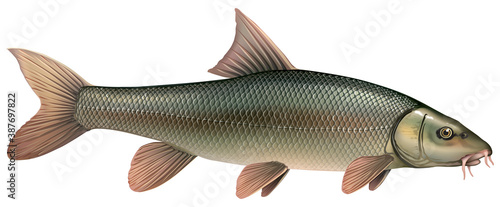 Poissons - Barbeau fluviatile 
