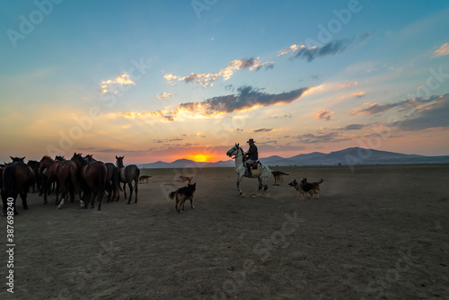 Wild horses and cowboys in the dust at sunset