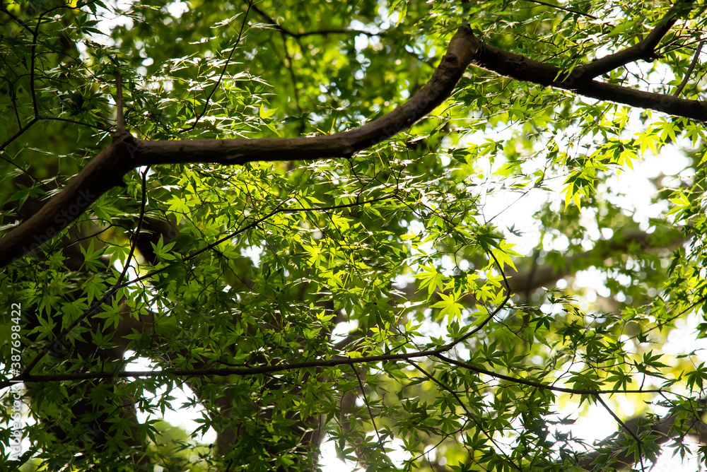 Obraz premium モミジ