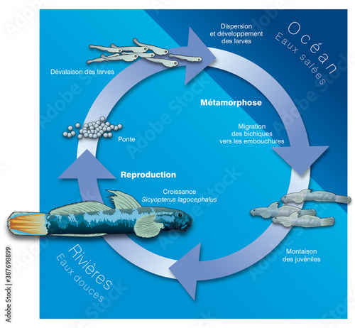 Poissons à la Réunion - Le cycle du bichique