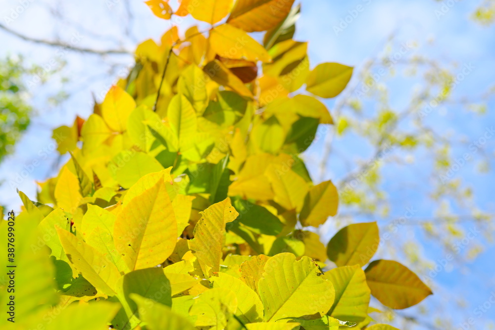 Obraz premium 美しい紅葉