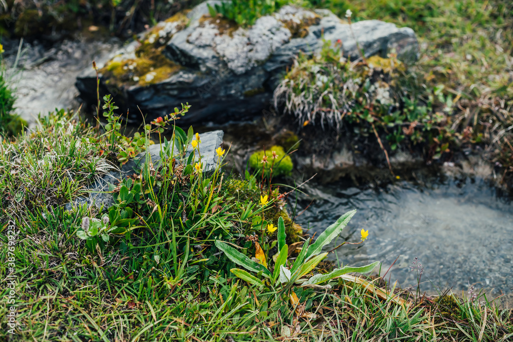 Scenic nature background with lush grasses and flowers near small mountain stream with clear water. Beautiful wild flora of highlands in small river. Idyllic nature scenery. Rich alpine vegetation.
