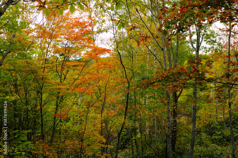 美しい紅葉の森