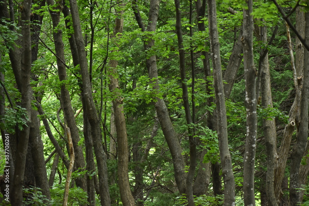The peaceful forest walks with the young maple trees in Sapporo Japan The peaceful forest walks with the young maple trees in Sapporo Japan