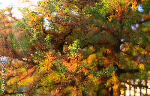 A sprig of European larch or Larix decidua on a blurred natural background. Larch branch on an autumn sunny day. © as_trofey