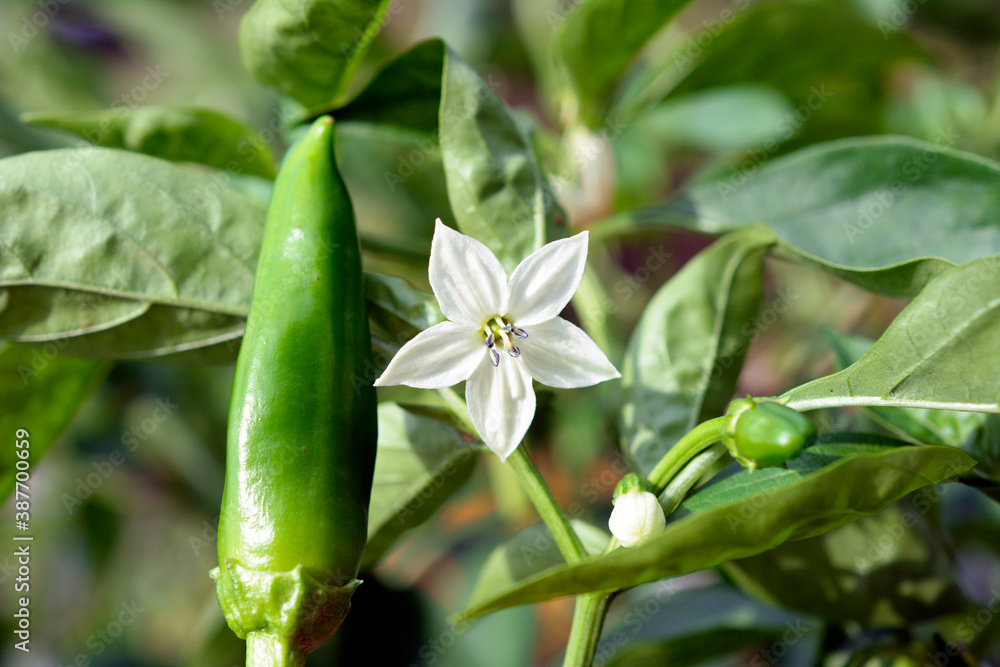 ししとう 次から次に実をつけ 収穫量多い シシトウガラシ 家庭菜園 畑 野菜イメージ素材 Stock Photo Adobe Stock ししとう 次から次に実をつけ 収穫量多い シシトウガラシ 家庭菜園 畑 野菜イメージ素材 Stock Photo Adobe Stock