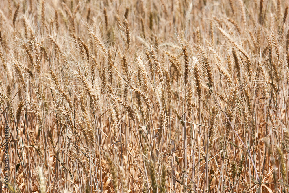Wheat crop in Central Western NSW Australia Wheat crop in Central Western NSW Australia