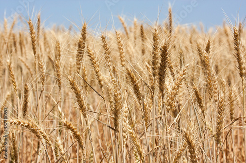 Wheat crop in Central Western NSW Australia Fototapeta