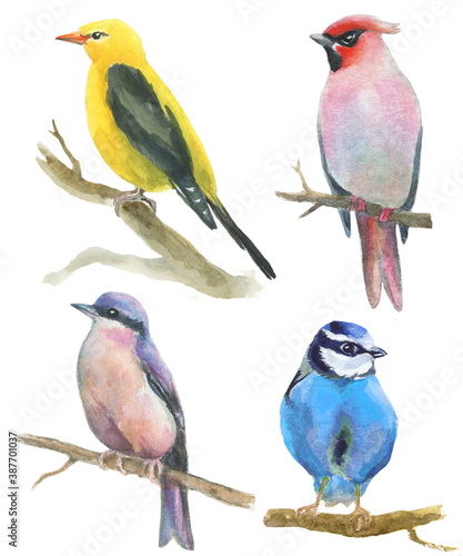 watercolor little colorful birds sitting on twigs. hand drawn illustration