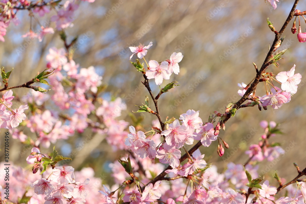 桜のクローズアップ 桜のクローズアップ