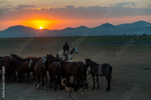 Wild horses and cowboys in the dust at sunset © attraction art