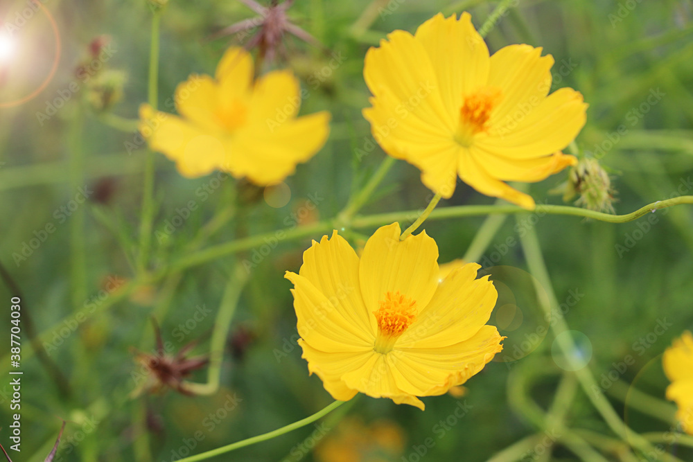 Yellow Starburst flowers in the meadow Yellow Starburst flowers in the meadow