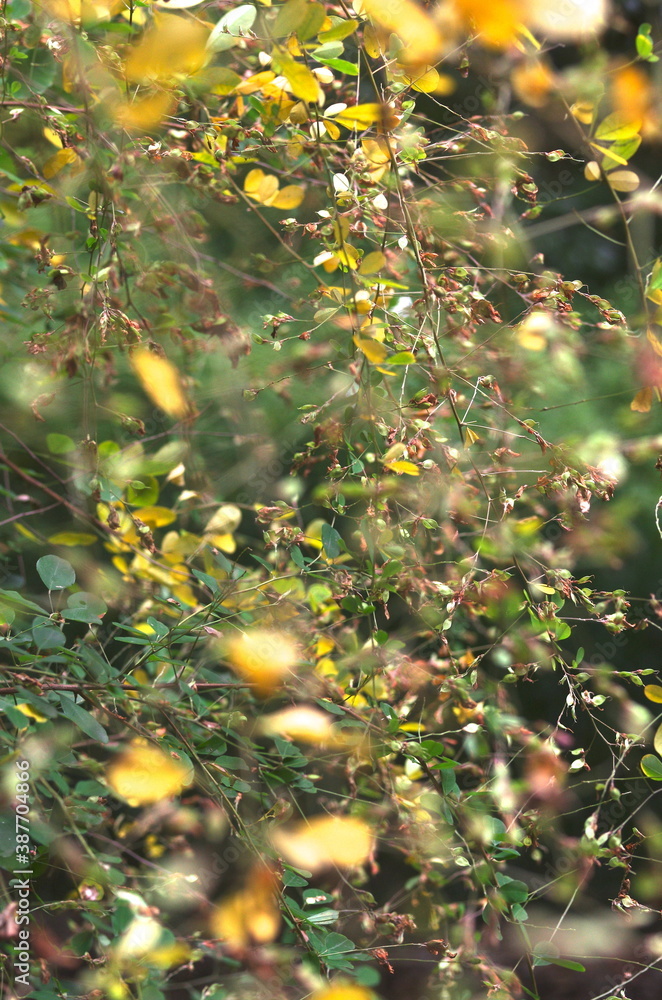 shinning yellow autumn leaves