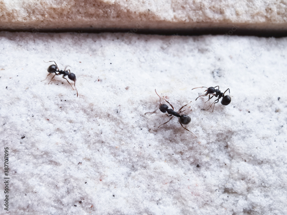 ants following each other in a chain on a white wall ants following each other in a chain on a white wall