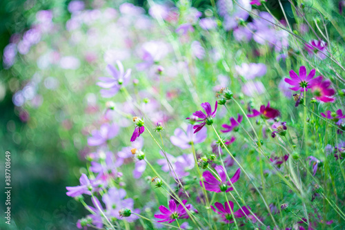 Pink flowers of cosmeya on a green natural background. photo