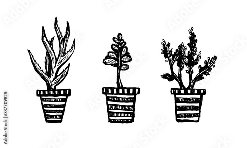 Houseplant in the flower pot. Vector hand drawn illustration. Home decoration. Contour doodle drawing