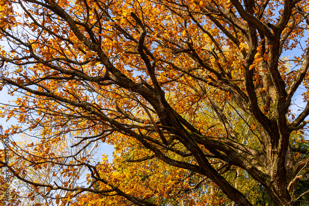 Golden leaves on dark oak branches in autumn Golden leaves on dark oak branches in autumn