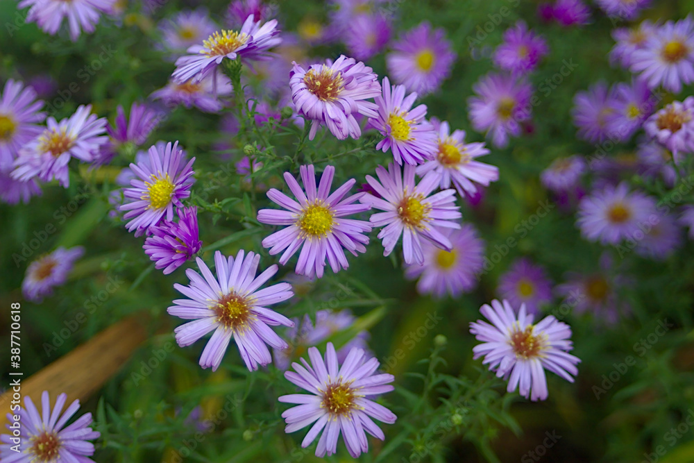 bright lilac asters in the autumn flower bed bright lilac asters in the autumn flower bed