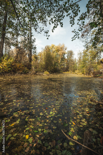 forest autumn swamp with snags. Russian Federation © Иван Сомов