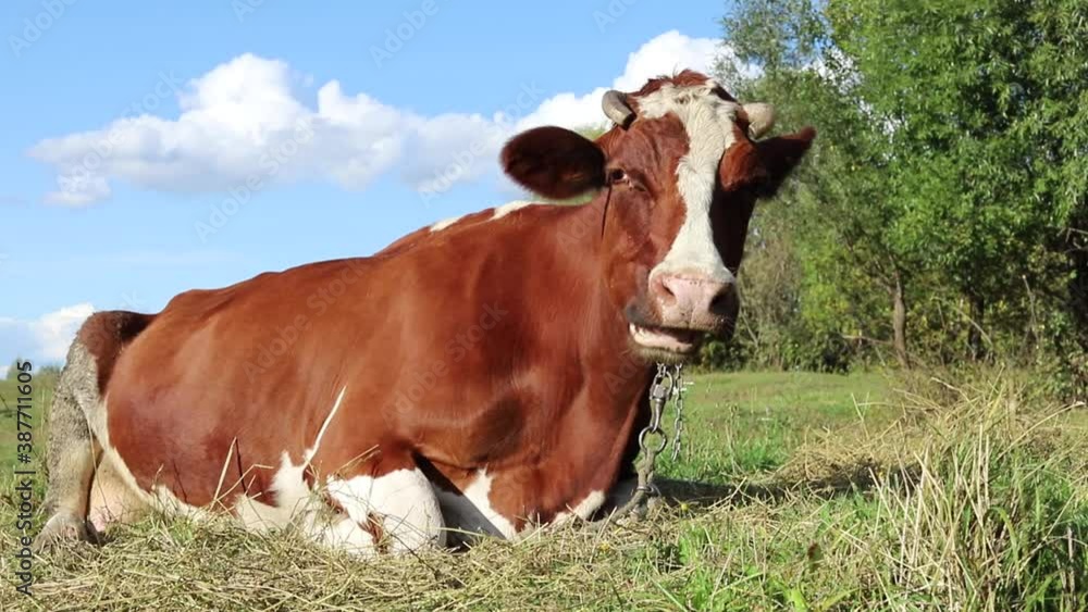 A BROWN COW IS LYING IN A MEADOW AND MELANCHOLICALLY CHEWING THE GRASS. CHEWING COW. A BROWN COW IS LYING IN A MEADOW AND MELANCHOLICALLY CHEWING THE GRASS. CHEWING COW.