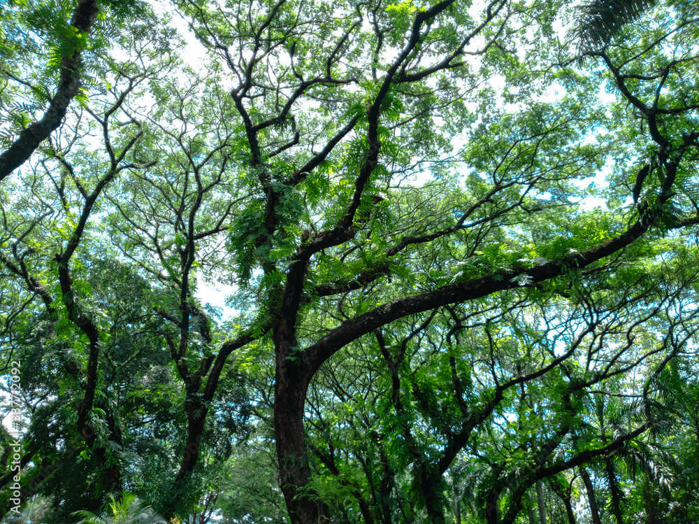 tree formations in the rainforest. natural trees for background design. tree formations in the rainforest. natural trees for background design.