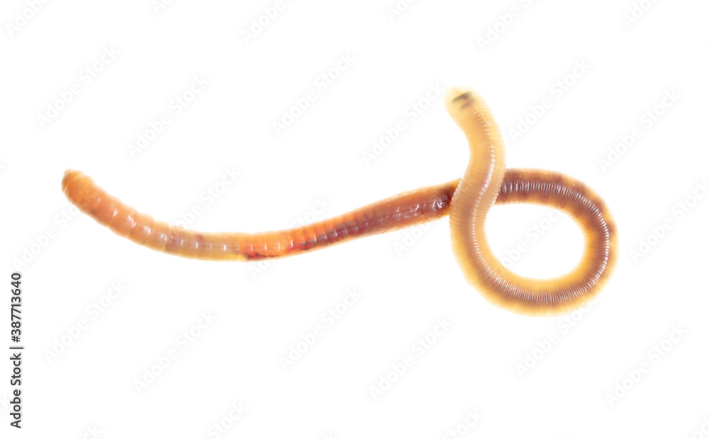 Earthworm on a white background. Earthworm on a white background.