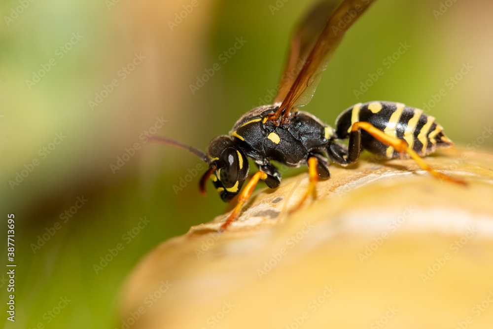 Close-up of a wasp on a yellow leaf Close-up of a wasp on a yellow leaf