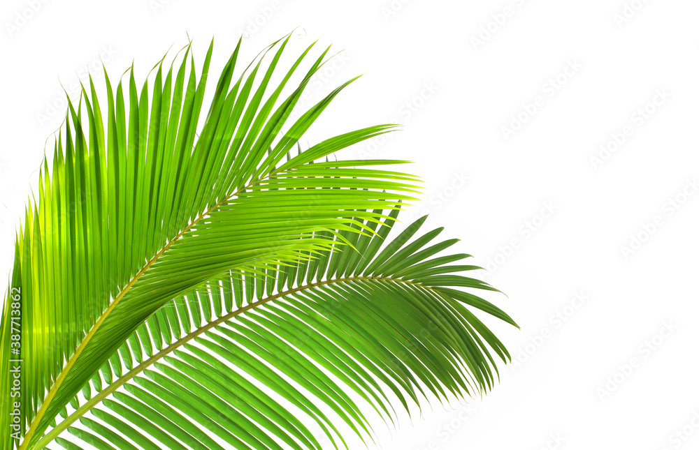 Obraz premium palm leaf isolated on white