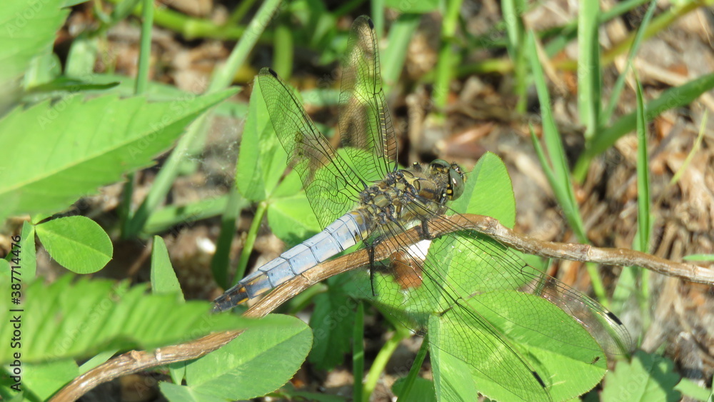 Black-tailed skimmer male Black-tailed skimmer male