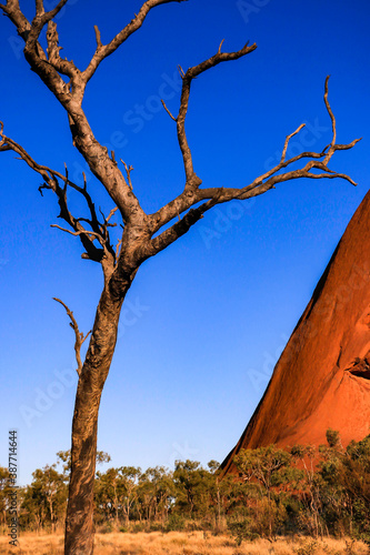 Outback Tree