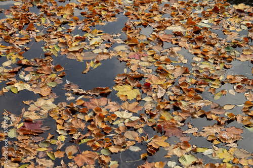 autumn leaves float on the surface of the water