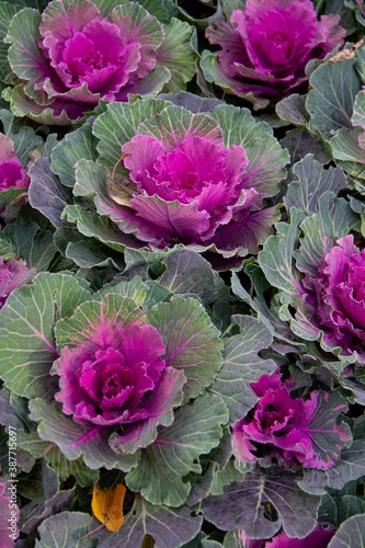 the natural backdrop of blossoms, ornamental cabbage