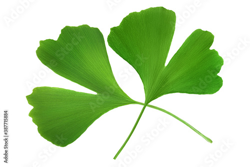 Ginkgo biloba fresh leaf isolated on white background .