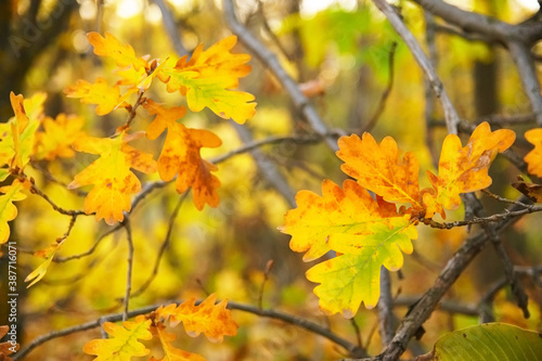 Colorful oak leaves on tree branch, close up, soft selective focus. October mood. Mid autumn.