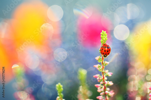 A little ladybug is walking through the flowers in my garden looking for food