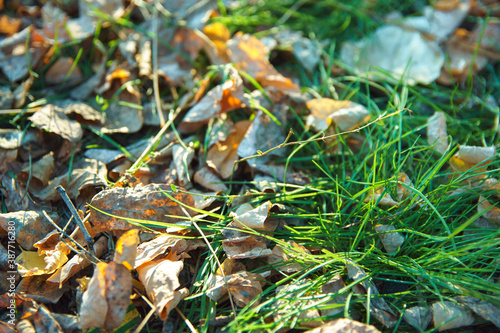 Fallen brown leaves on green autumn grass. Season change concept.