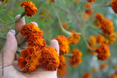 Marigold flowers in garden. © PradyumnaPrasad