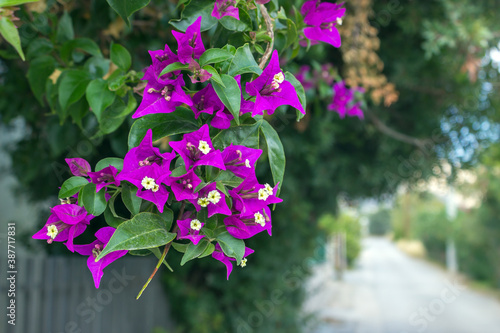 A branch of beautiful purple flowers (Bougainvillea)  on a sunny day. Greece. Selective focus.