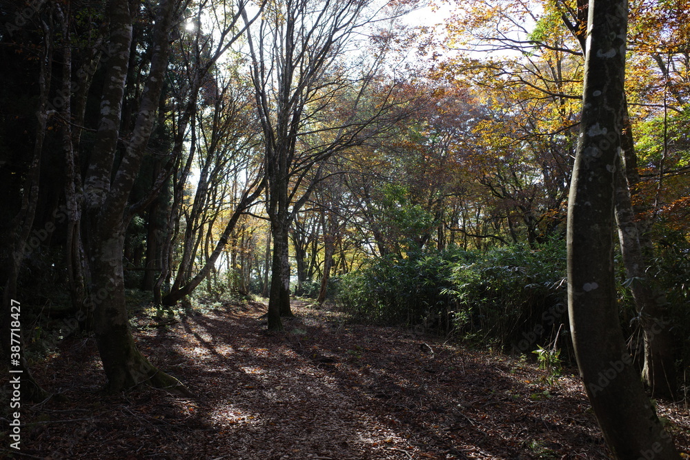 Obraz premium とても美しい日本の秋の山の景色