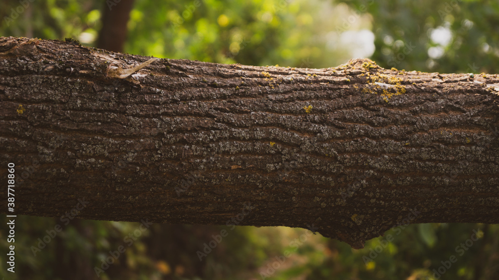 tree trunk in the forest